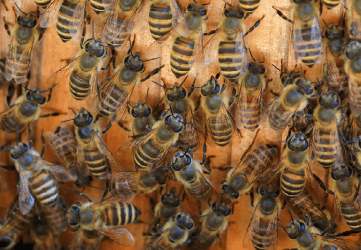 Asian Honey Bees