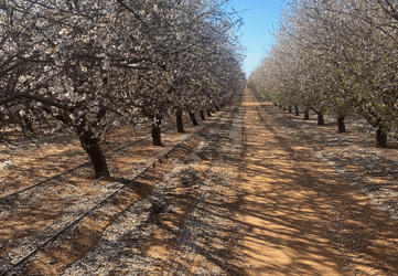 The Future of the beekeeping and pollination service industries in Australia