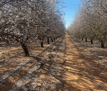 The Future of the beekeeping and pollination service industries in Australia