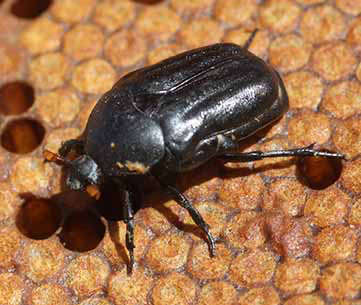 Large Hive Beetle